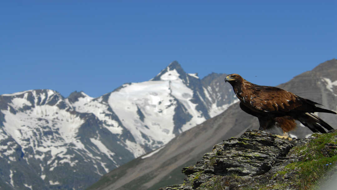 A golden eagle on a rock in front of the grossglockner